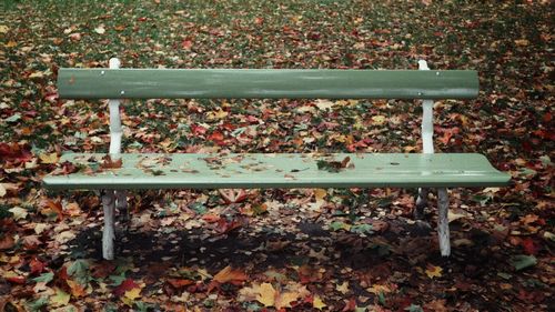 Close-up of autumn leaves in park