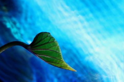 Close-up of leaf floating on water