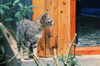 Close-up of a cat looking away