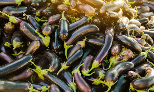 Harvest of eggplants lies on a pile. organic vegetables. harvesting aubergine. agriculture crops.