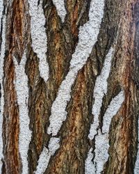 trunk