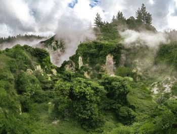 Scenic view of forest against sky