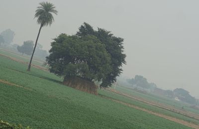 Scenic view of palm trees on field against sky