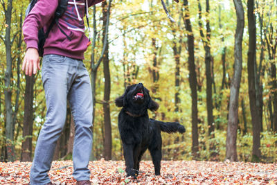 Low section of person with dog in forest