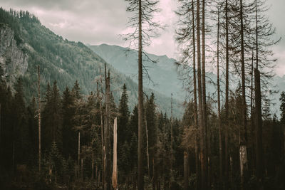  trees in forest against sky