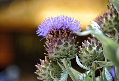 Close-up of purple thistle flowers