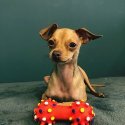 Portrait of dog sitting on bed against wall