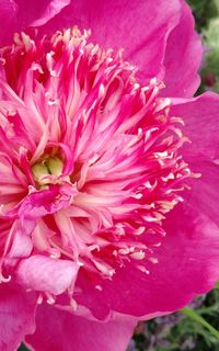 Close-up of pink flower blooming outdoors