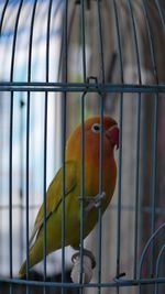 Close-up of parrot in cage