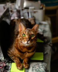 Close-up portrait of tabby cat at home