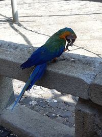 High angle view of parrot perching