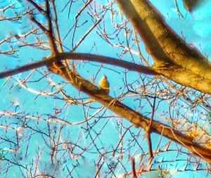 Low angle view of bare tree against clear sky