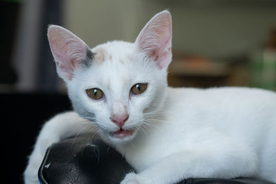 Close-up portrait of a cat