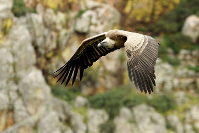 Close-up of eagle flying