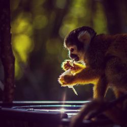 Close-up of monkey eating food