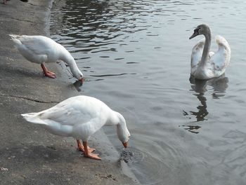 High angle view of swan and geese at lake