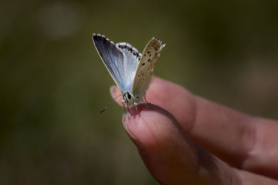 Close-up of butterfly on hand