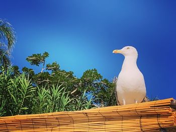 Low angle view of seagull perching on tree against sky
