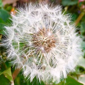 Close-up of dandelion