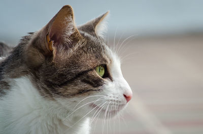Close-up of a cat looking away