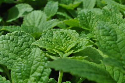 Full frame shot of fresh green plant