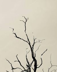 bare tree