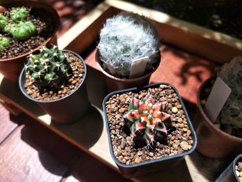 High angle view of potted plant on table