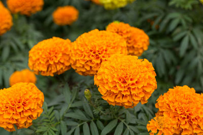 Close-up of marigold blooming outdoors