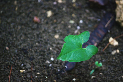 High angle view of small plant growing on field