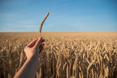 Close-up of hand holding wheat field against sky