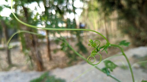 Close-up of green leaf