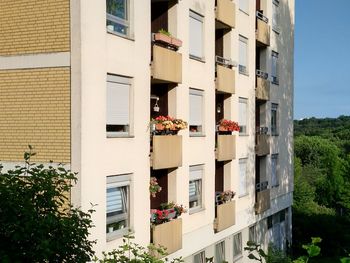 Potted plant on balcony of building