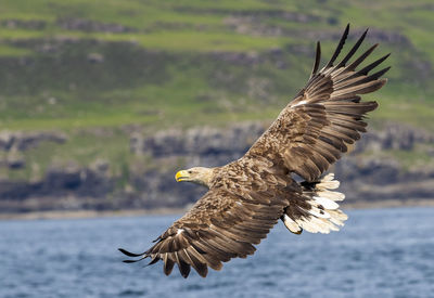 Bird flying over the sea