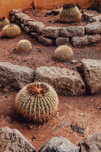 High angle view of cactus on field