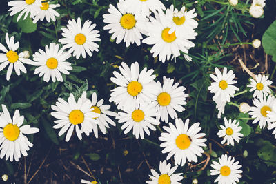 Close-up of white daisy flowers