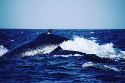 Whale in sea against clear sky