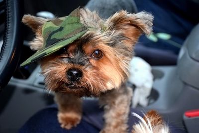 Portrait of yorkshire terrier in car