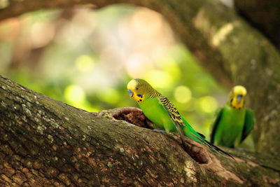 Close-up of parrot perching on tree