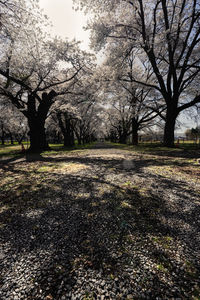 Trees in park against sky