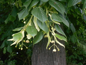 tree