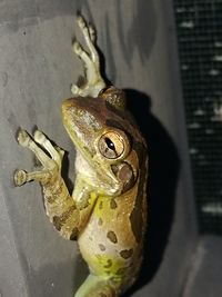 Close-up of snake on metal