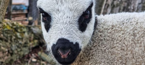 Close-up portrait of a horse