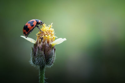 Close-up of butterfly pollinating on flower