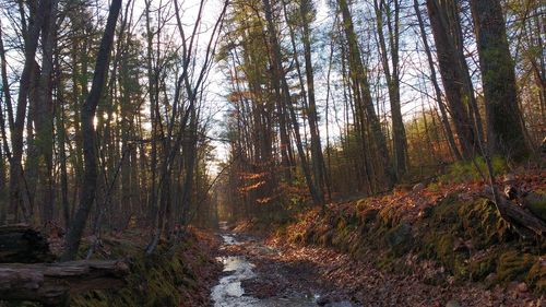 Trees in forest