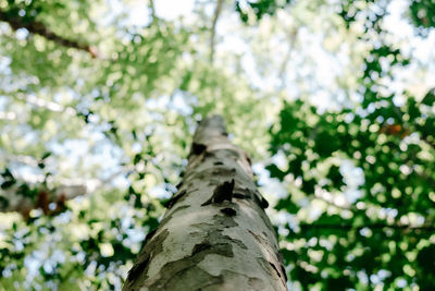 Low angle view of tree