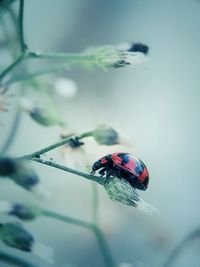 Close-up of ladybug on leaf