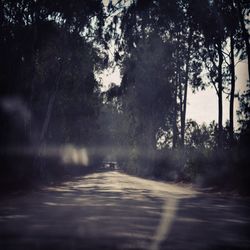 Road passing through forest