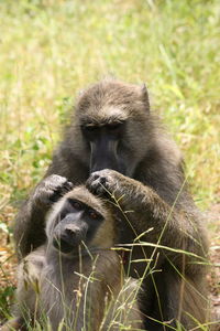 Close-up of two wild chacma baboons papio ursinus grooming each other in victoria falls, zambia.