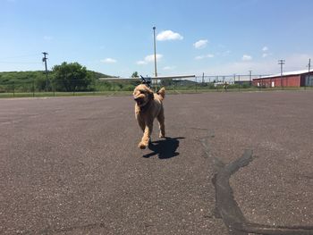 Dog on road