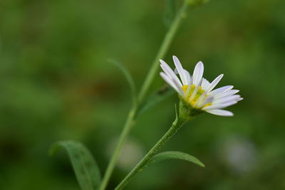 Close-up of white flowering plant